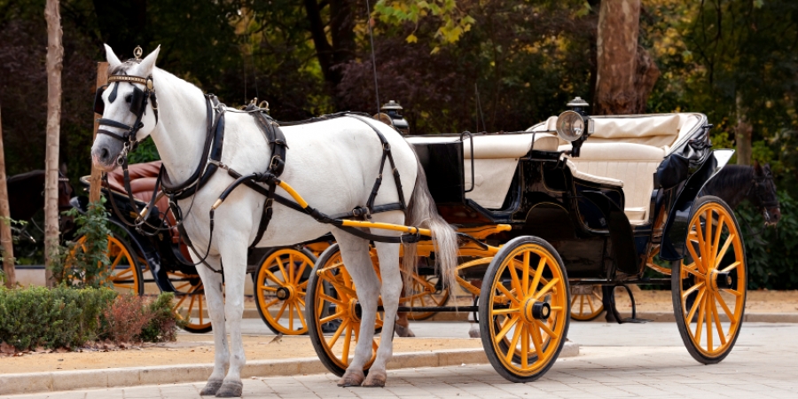 Activities in NYC, Carriage Ride in Central Park