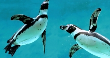 NYC Attraction | New York Aquarium