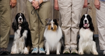 Westminster Kennel Club Dog Show, NYC Events
