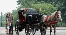 Activities in NY, Carriage Rides in Central Park
