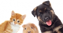 NYC Events | New York Pet Expo