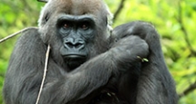 New York City Activities, Visit the Bronx Zoo